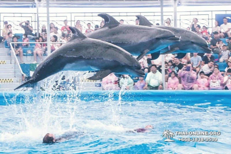 Дельфинарий Pattaya Dolphinarium экскурсия Seven Countries в Паттайе фото 28
