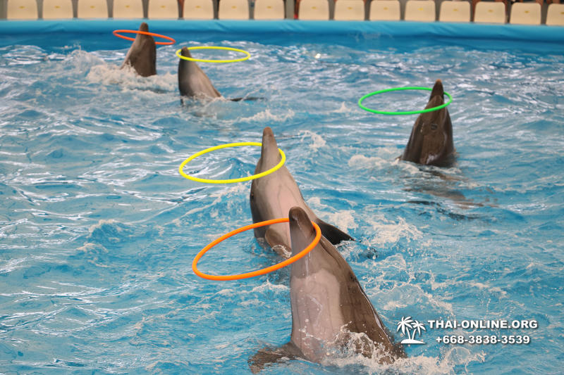 Дельфинарий Pattaya Dolphinarium экскурсия Seven Countries в Паттайе фото 1