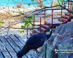 Остров-отель "Тайские Мальдивы" фото Thai-Online 37