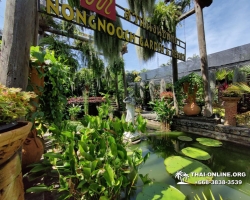 Посетить Ферму Марихуаны в Паттайе Тайланде экскурсия фото 81