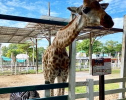 Кхао Кхео-2 открытый зоопарк фотография Thai-Online (23)