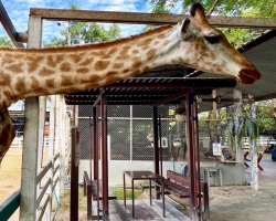 Кхао Кхео-2 открытый зоопарк фотография Thai-Online (21)