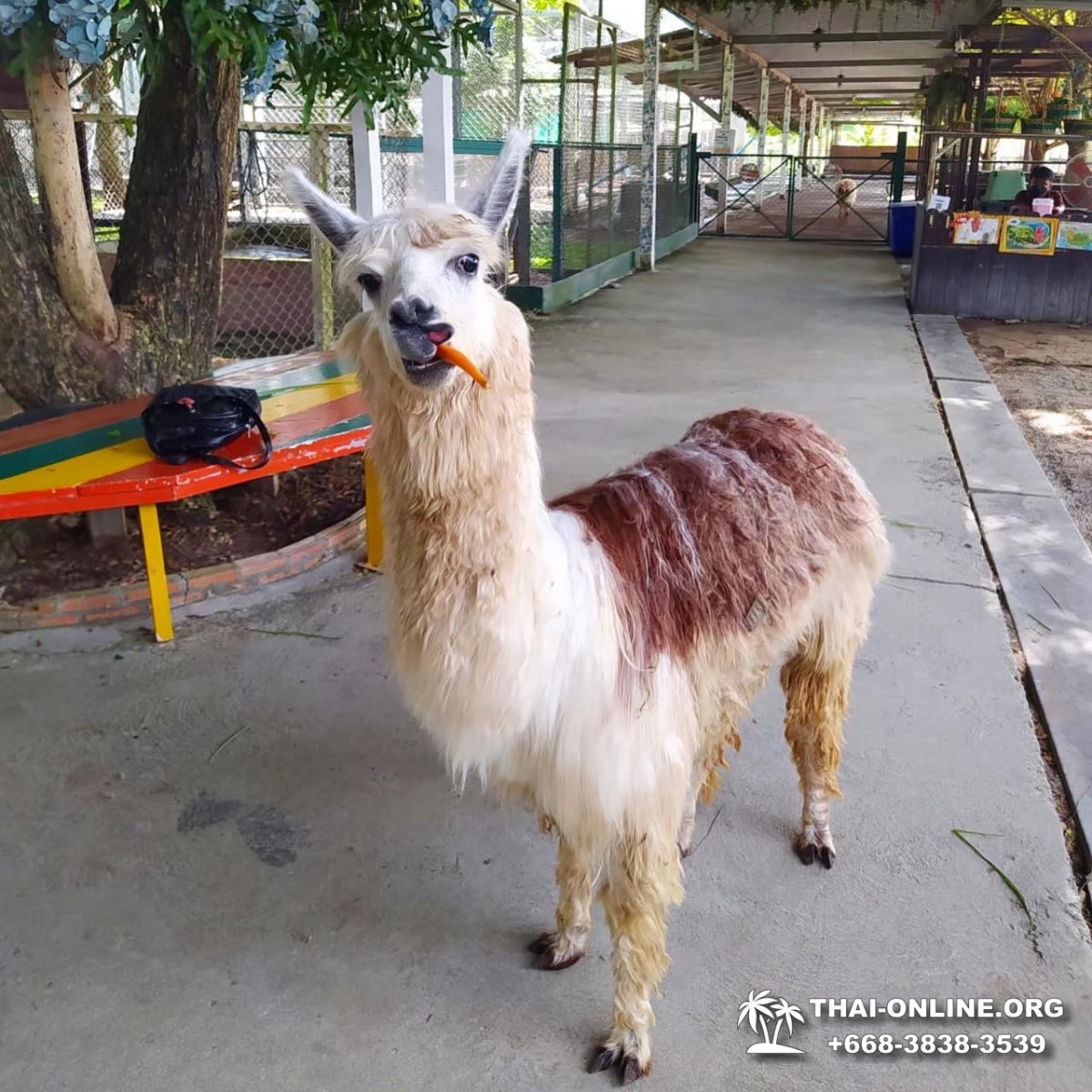 Кхао Кхео-2 открытый зоопарк фотография Thai-Online (9)