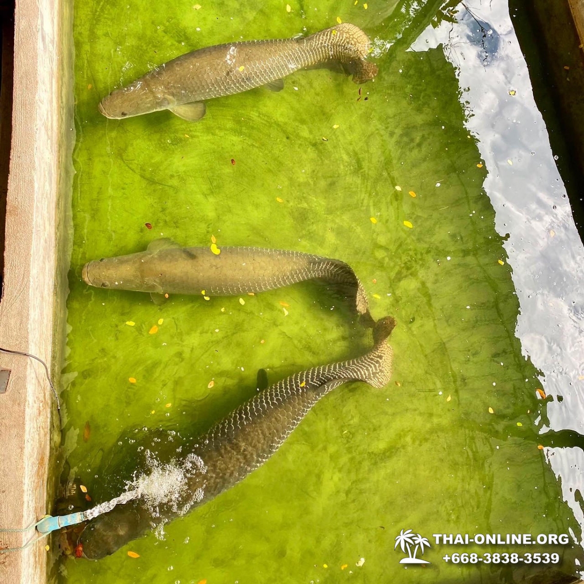 Кхао Кхео-2 открытый зоопарк фотография Thai-Online (19)