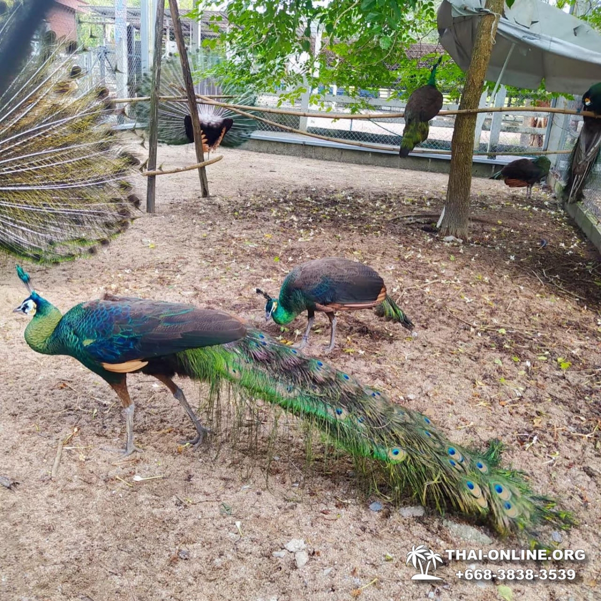 Кхао Кхео-2 открытый зоопарк фотография Thai-Online (13)