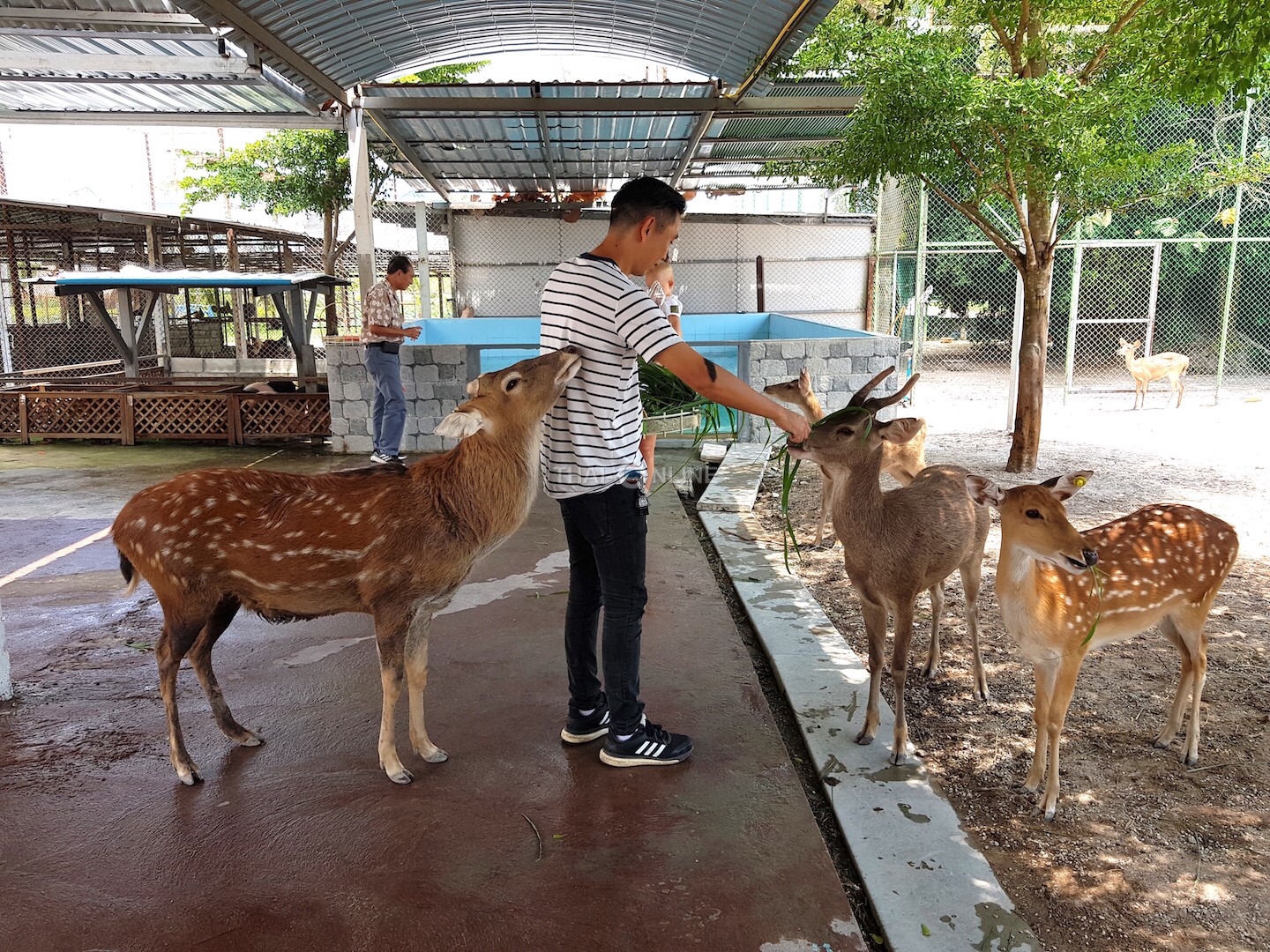 Кхао Кхео-2 открытый зоопарк фотография Thai-Online (2)