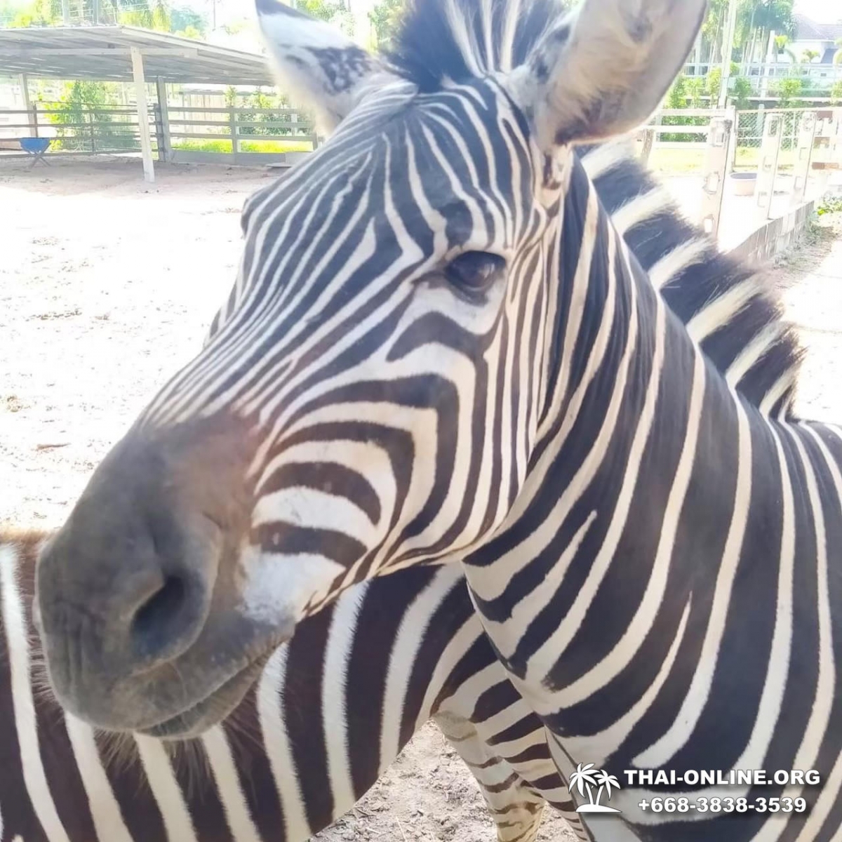 Кхао Кхео-2 открытый зоопарк фотография Thai-Online (8)