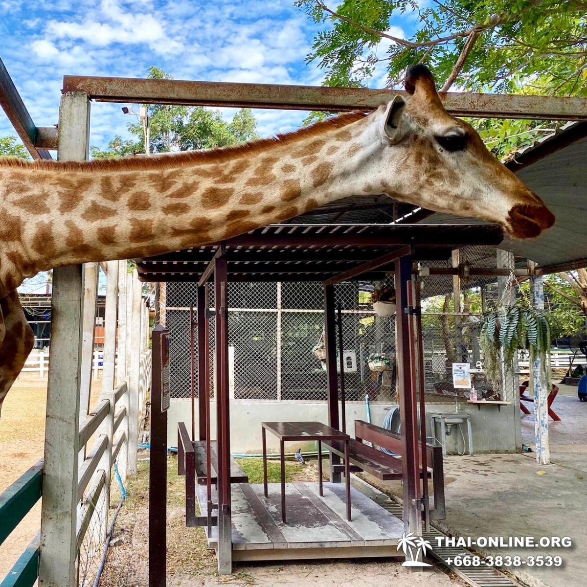 Горный Контактный Зоопарк в Паттайе Mountain Coffee at Zoo фото 14