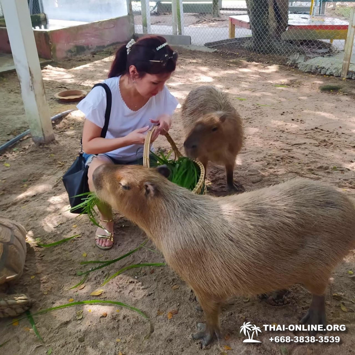 Кхао Кхео-2 открытый зоопарк фотография Thai-Online (10)