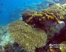 Intro Dive в Тайланде Патайя остров Ко Пай - фото 14