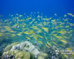 Intro Dive в Тайланде Патайя остров Ко Крок - фото 37