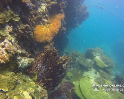 Intro Dive в Тайланде Патайя остров Ко Ман Вичай - фото 14