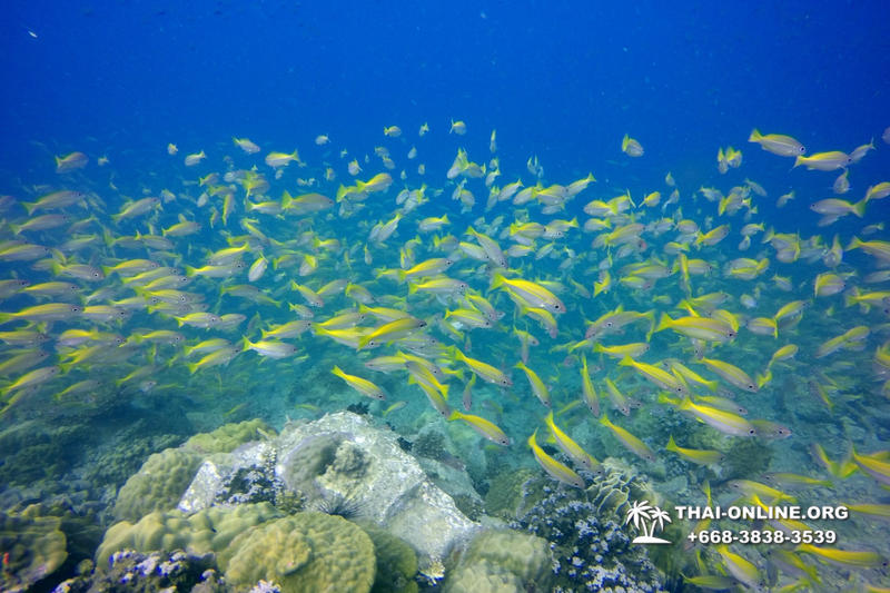 Intro Dive в Тайланде Патайя остров Ко Крок - фото 37