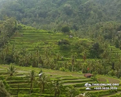 Поездка Бали Индонезия из Тайланда - фото Thai Online 4