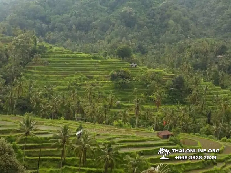 Поездка Бали Индонезия из Тайланда - фото Thai Online 4