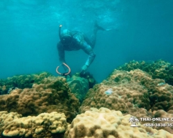 Паттайя Таиланд подводная охота на острове Ко Ларн - фото 125