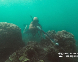 Паттайя Таиланд подводная охота на острове Ко Ларн - фото 250