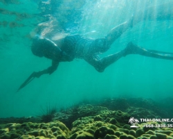 Паттайя Таиланд подводная охота на острове Ко Ларн - фото 183