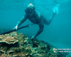 Паттайя Таиланд подводная охота на острове Ко Ларн - фото 139