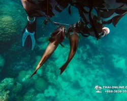 Паттайя Таиланд подводная охота на острове Ко Ларн - фото 83