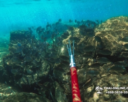 Паттайя Таиланд подводная охота на острове Ко Ларн - фото 55