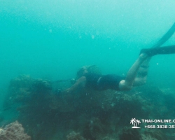 Паттайя Таиланд подводная охота на острове Ко Ларн - фото 257