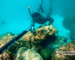 Паттайя Таиланд подводная охота на острове Ко Ларн - фото 135