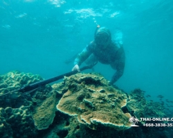 Паттайя Таиланд подводная охота на острове Ко Ларн - фото 127