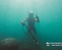 Паттайя Таиланд подводная охота на острове Ко Ларн - фото 251