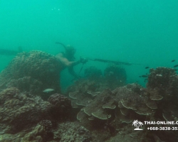 Паттайя Таиланд подводная охота на острове Ко Ларн - фото 240