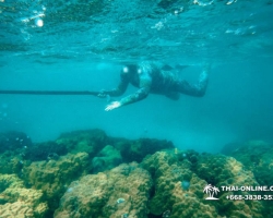 Паттайя Таиланд подводная охота на острове Ко Ларн - фото 109