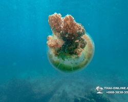Паттайя Таиланд подводная охота на острове Ко Ларн - фото 254