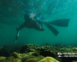 Паттайя Таиланд подводная охота на острове Ко Ларн - фото 234