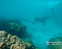 Паттайя Таиланд подводная охота на острове Ко Ларн - фото 241