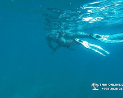 Паттайя Таиланд подводная охота на острове Ко Ларн - фото 248
