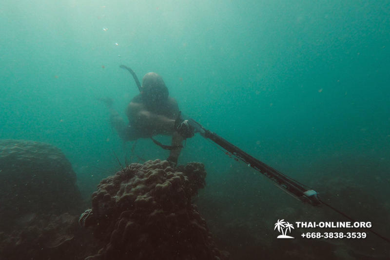 Паттайя Таиланд подводная охота на острове Ко Ларн - фото 262