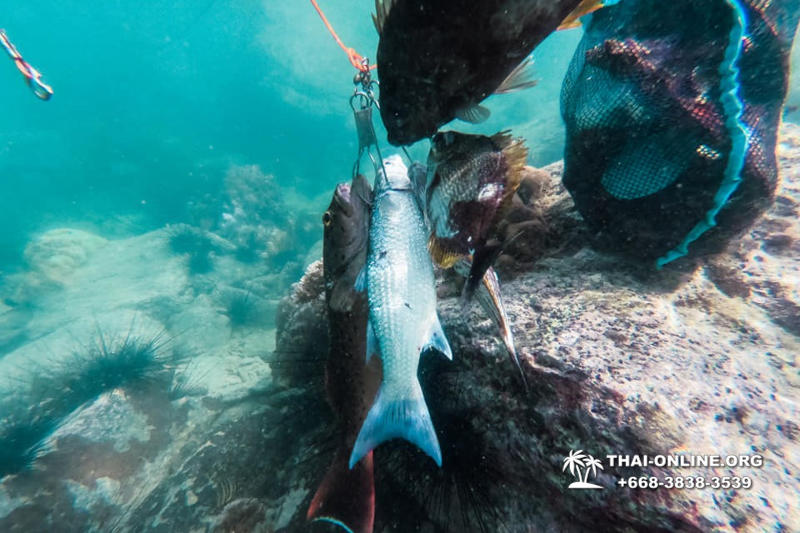 Паттайя Таиланд подводная охота на острове Ко Ларн - фото 51
