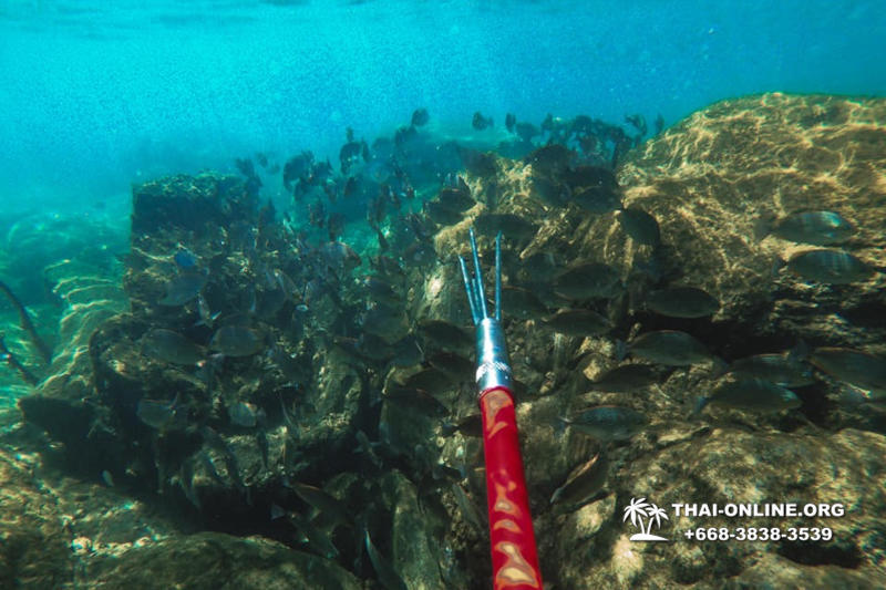 Паттайя Таиланд подводная охота на острове Ко Ларн - фото 55