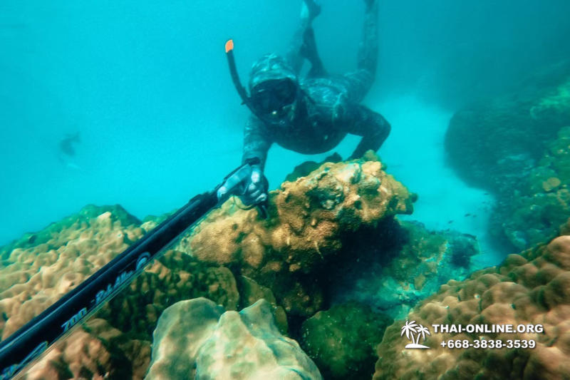 Паттайя Таиланд подводная охота на острове Ко Ларн - фото 135