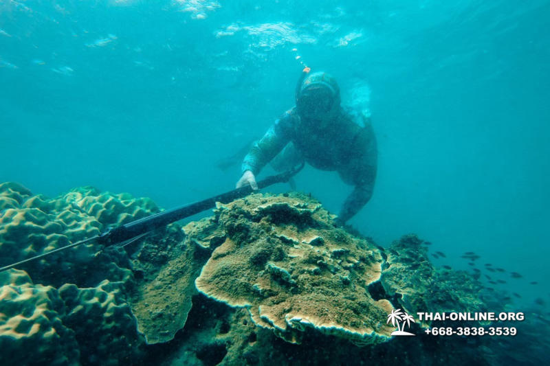 Паттайя Таиланд подводная охота на острове Ко Ларн - фото 127