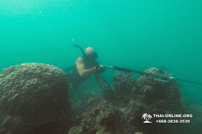 Паттайя Таиланд подводная охота на острове Ко Ларн - фото 247