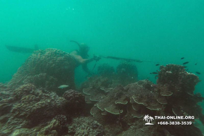 Паттайя Таиланд подводная охота на острове Ко Ларн - фото 240