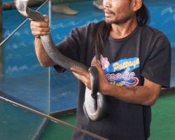 Кобровая змеиная ферма в Паттайе, змеиная аптека Тайланда - фото 42