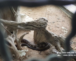 Кобровая змеиная ферма в Паттайе, змеиная аптека Тайланда - фото 75