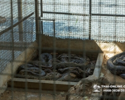 Кобровая змеиная ферма в Паттайе, змеиная аптека Тайланда - фото 78