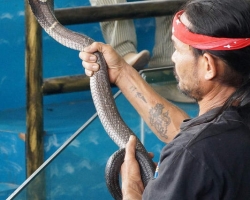 Кобровая змеиная ферма в Паттайе, змеиная аптека Тайланда - фото 41