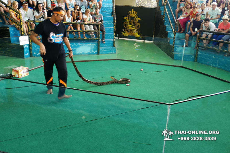 Паттайя Кобровая Ферма и шоу змей в Тайланде фото 28