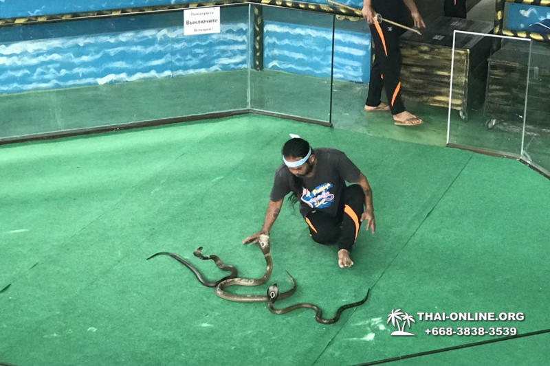 Паттайя Кобровая Ферма и шоу змей в Тайланде фото 20