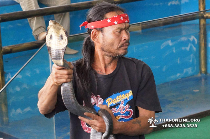 Паттайя Кобровая Ферма и шоу змей в Тайланде фото 35