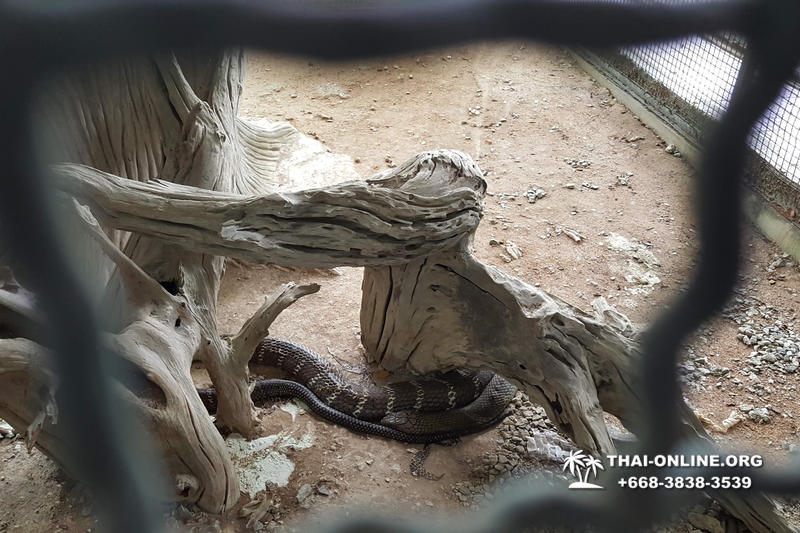 Кобровая змеиная ферма в Паттайе, змеиная аптека Тайланда - фото 75